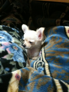 image-20100498011227.png
