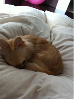 image-20110530122321.png