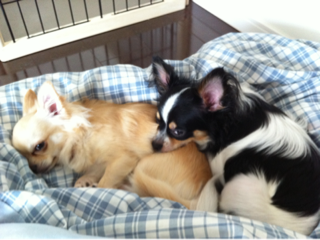 image-20110812031136.png