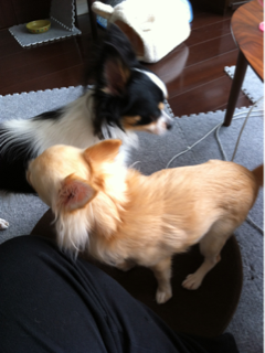 image-20111021181331.png