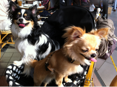 image-20120430183526.png