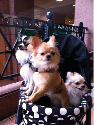 image-20120430183729.png