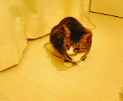 200610212055000.jpg