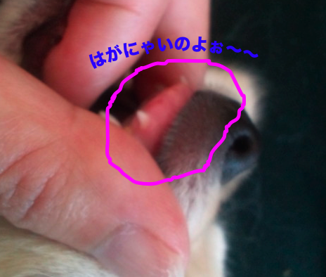 ピクチャ 1.png