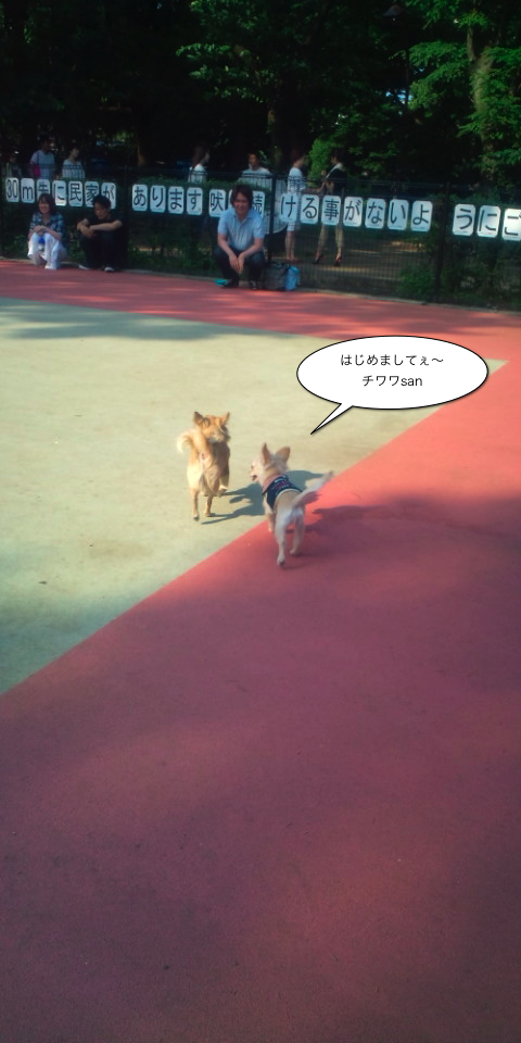 dogrun02.png