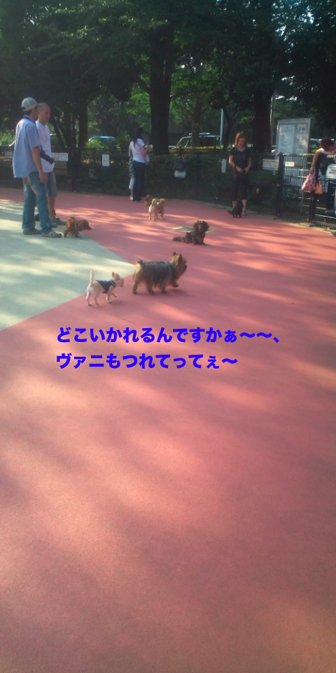 dogrun05.png