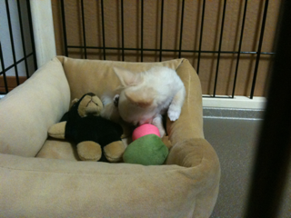 image-20100379215141.png