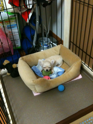 image-20100380205427.png