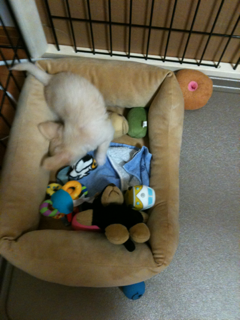image-20100381002858.png