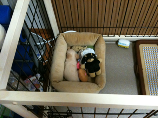 image-20100383231132.png