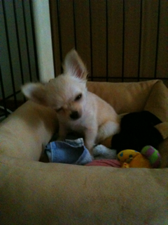 image-20100385012738.png