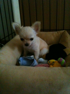 image-20100385012915.png