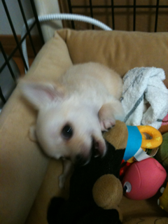 image-20100388221812.png