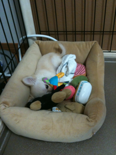 image-20100388221831.png