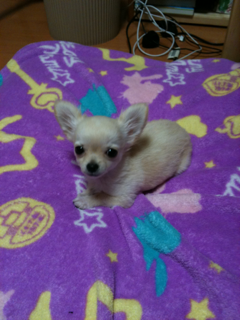 image-20100388222230.png