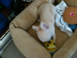 image-20100389205339.png