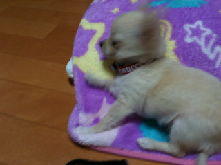image-201004100213412.png