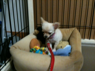image-201004100213536.png