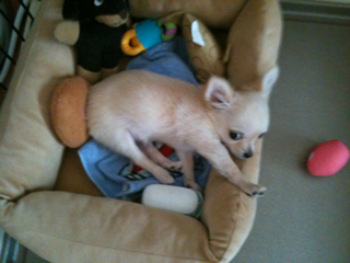 image-201004100214118.png
