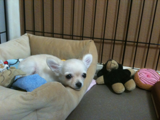 image-201004105041523.png
