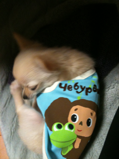 image-201004106003337.png