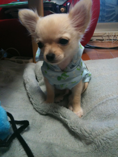 iphone/image-201004114200504.png