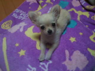 image-20100493161630.png