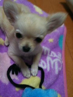 image-20100495175931.png