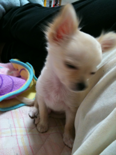 image-20100497221633.png
