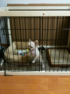 image-20100498224259.png