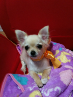image-201005150174427.png