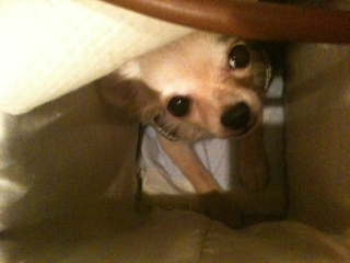 image-20100707024622.png