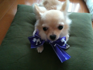 image-20100816005348.png
