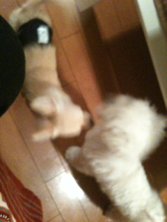 image-20100816044158.png