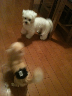 image-20100816044225.png