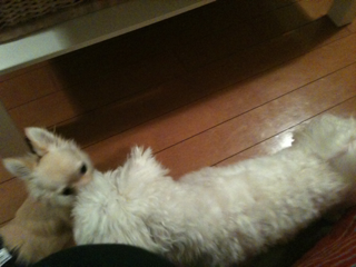 image-20100816044338.png