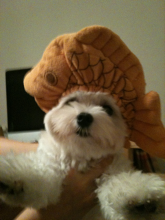 image-20100816044432.png