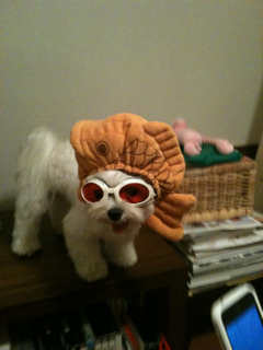 image-20100816044726.png