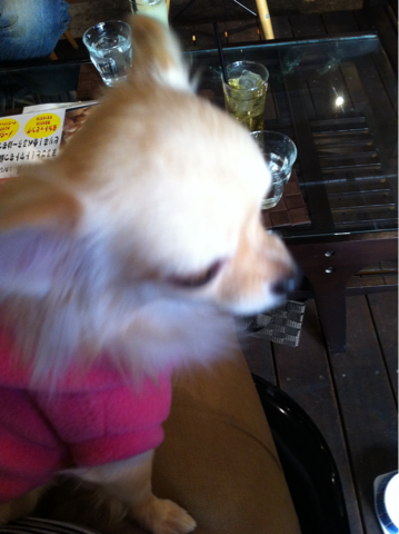 image-20101205040939.png