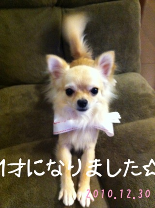 image-20101231045221.png