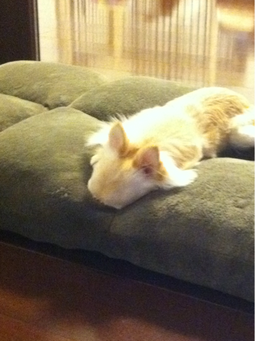 image-20110120160422.png