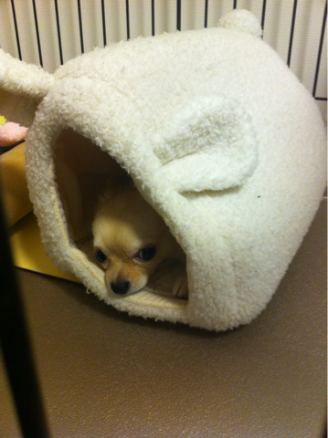 image-20110123131140.png
