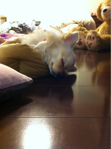 image-20110208193332.png