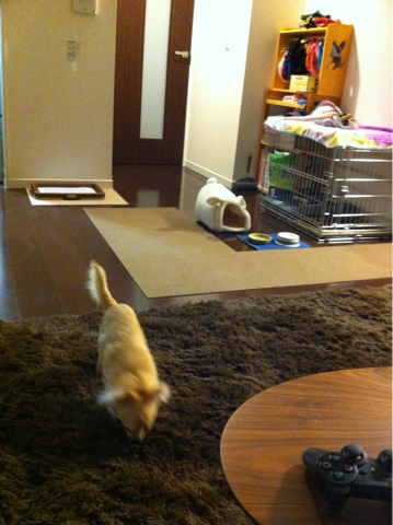 image-20110211040931.png