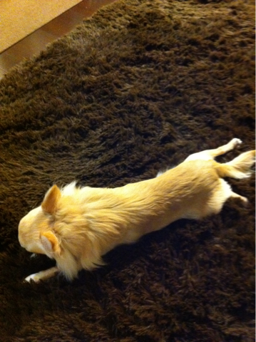 image-20110211041107.png
