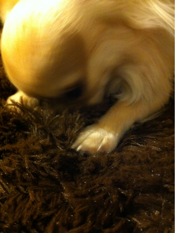 image-20110211041205.png