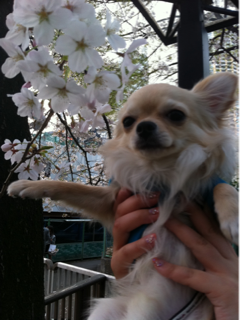 image-20110411022432.png