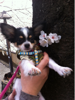 image-20110411022521.png