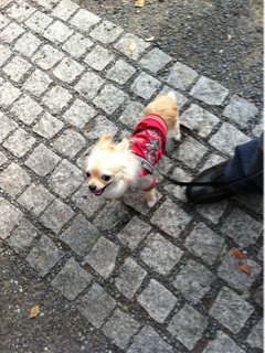 image-20110416193736.png