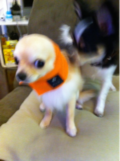 image-20110516161739.png